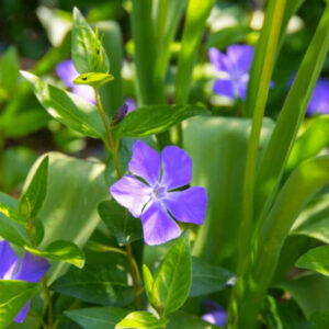 Vinca Plants Live - 600 Bare Roots - 6 to 9 Inc Tall