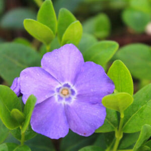 Vinca Plants Live - 500 Bare Roots - 6 to 9 Inc Tall