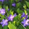 Vinca Plants Live - 800 Bare Roots - 6 to 9 Inc Tall