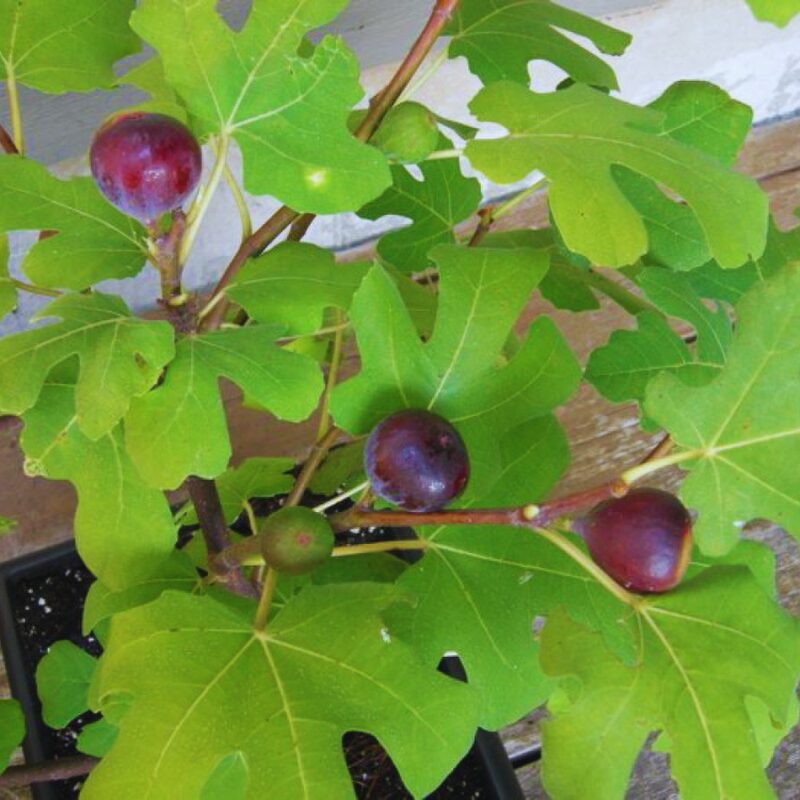 Long Island Fig Cutting, 6 to 10 Inc Tall - Image 3