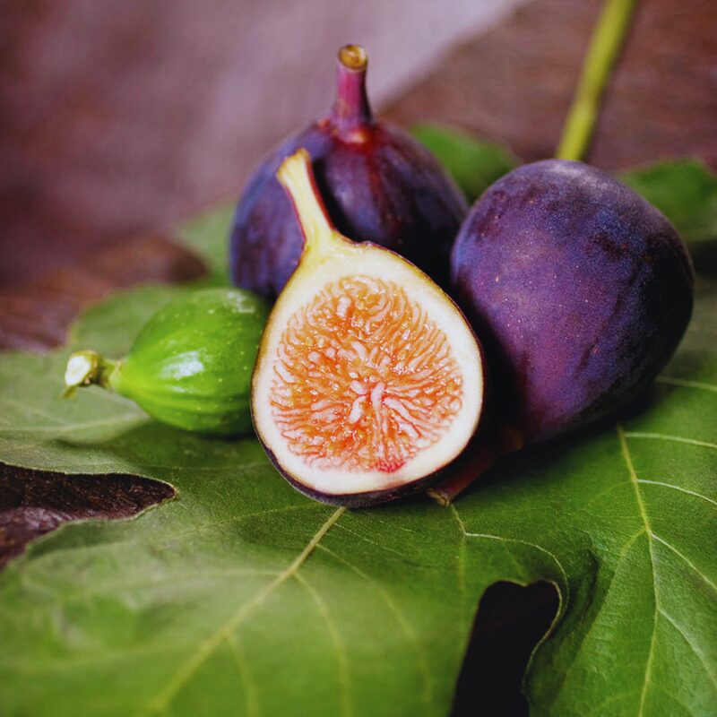 Long Island Fig Cutting, 6 to 10 Inc Tall - Image 2