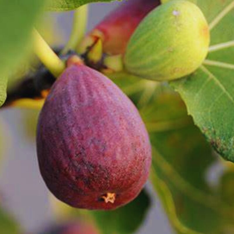 Long Island Fig Cutting, 6 to 10 Inc Tall