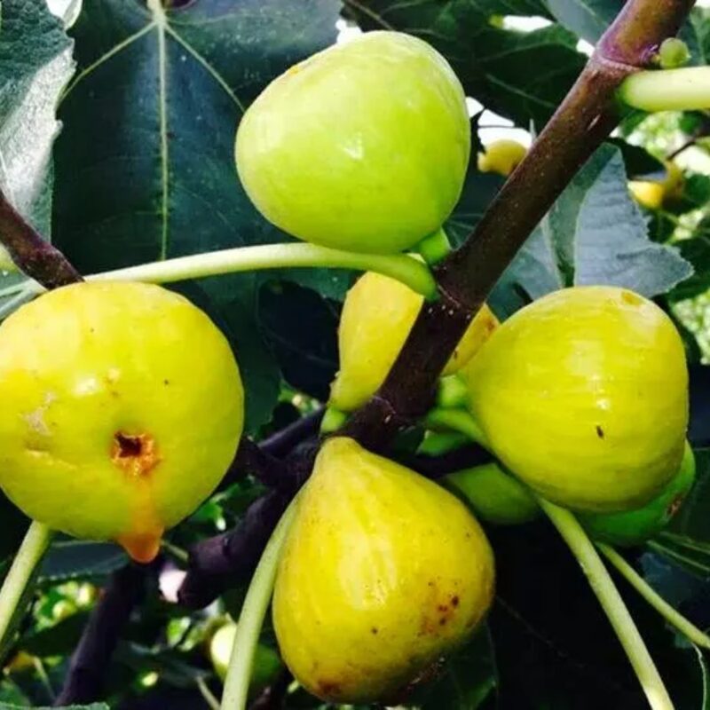 3 Bella Madelina Fig Cuttings Unrooted, 6 to 10 Inc Tall - Image 3