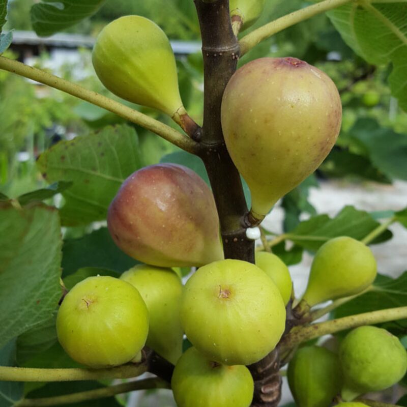 3 Bella Madelina Fig Cuttings, 6 to 10 Inc Tall - Image 2