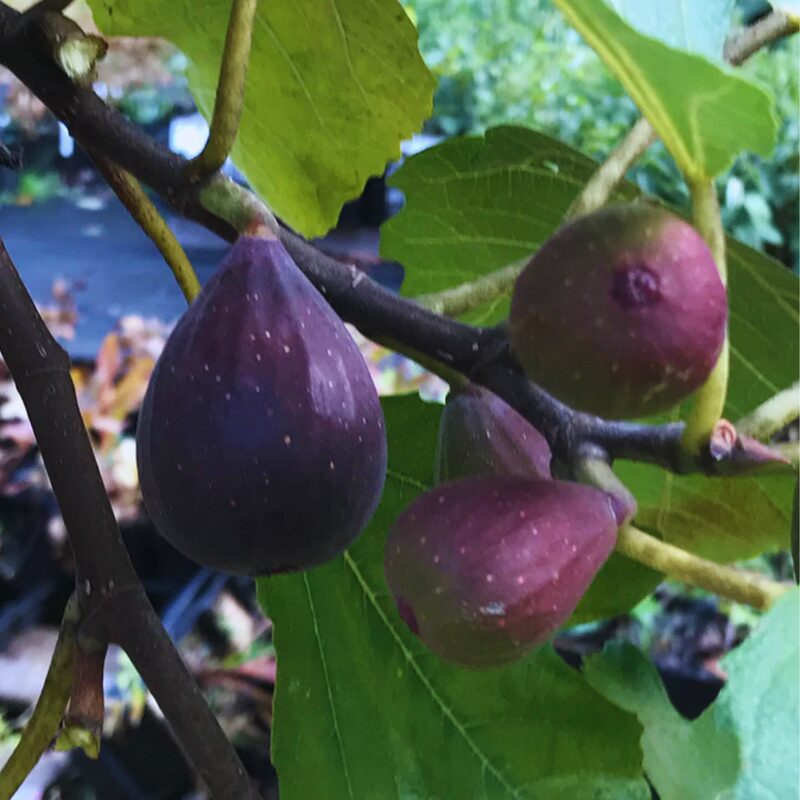 2 Violette de Bordeaux Fig Trees, 6 to 10 Inc Tall - Image 5