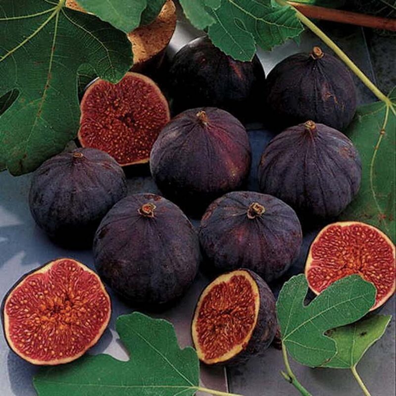Violette de Bordeaux Fig Tree Cutting, 4 to 6 Inc Tall - Image 3