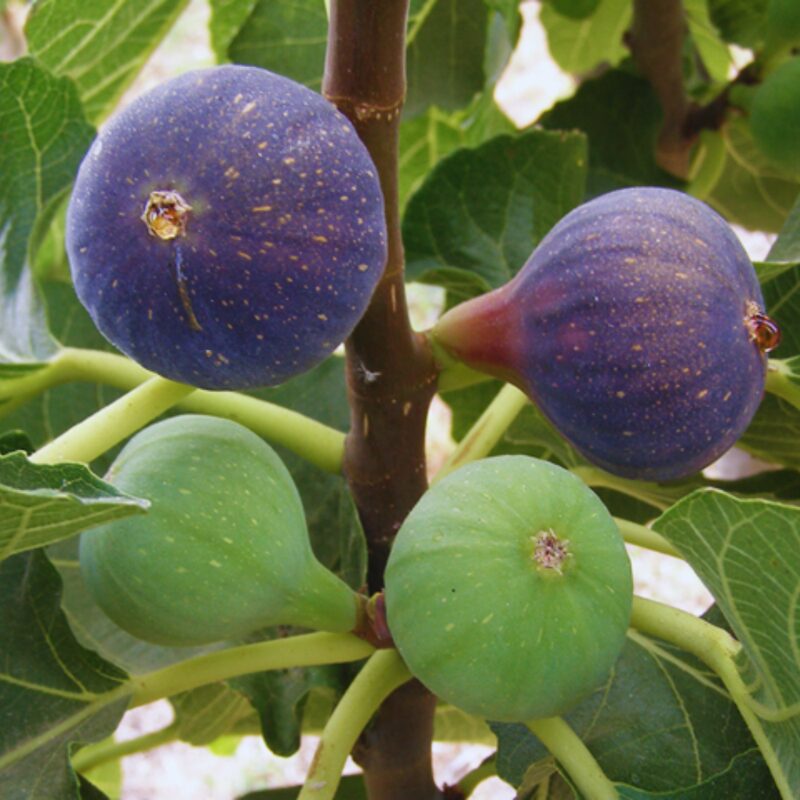 Napoli Cutting Unrooted, 6 to 9 Inc Tall - Image 4