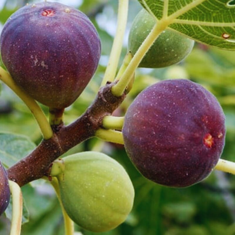 Napoli Cutting Unrooted, 6 to 9 Inc Tall - Image 3