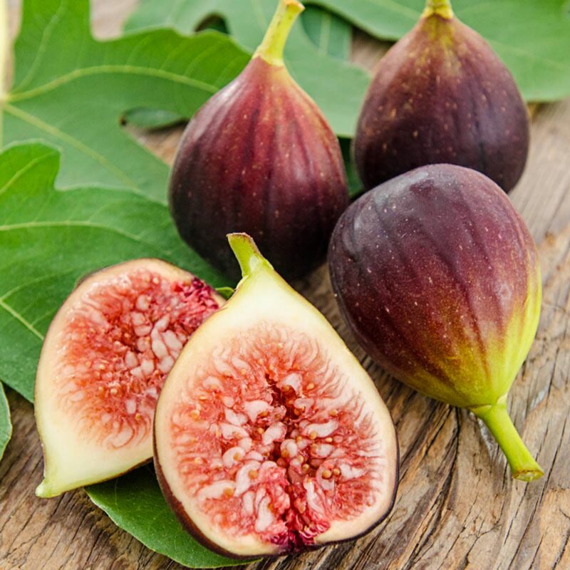 Brown Turkey Fig Cutting, 6 to 10 Inc Tall