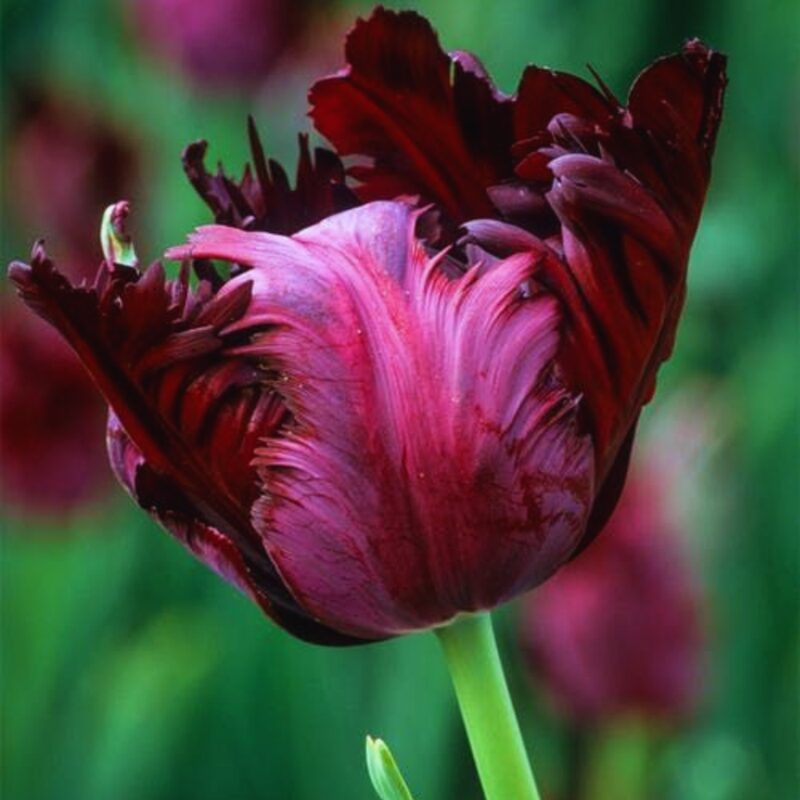 10 Black Parrot Tulip Bulbs for Your Garden, Perennial Flower Plants - Image 4