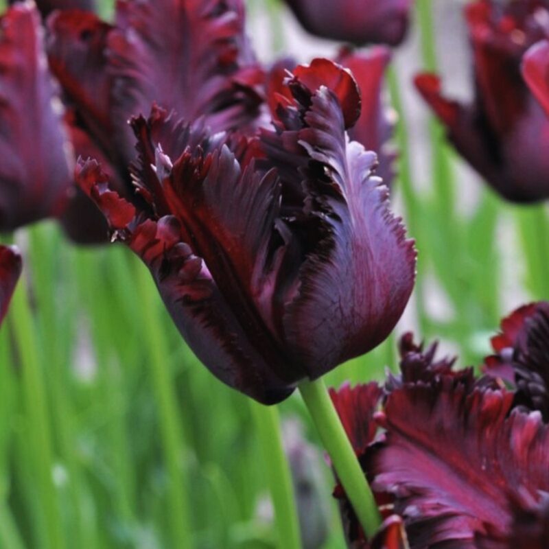 10 Black Parrot Tulip Bulbs for Your Garden, Perennial Flower Plants