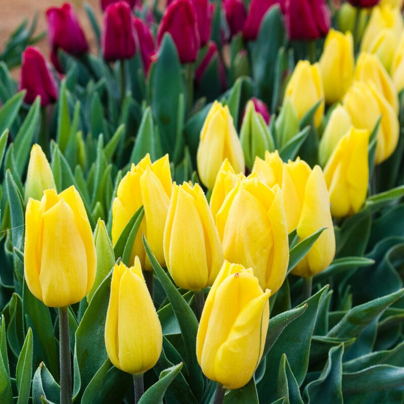 25 Yellow Tulip Bulbs - Image 4