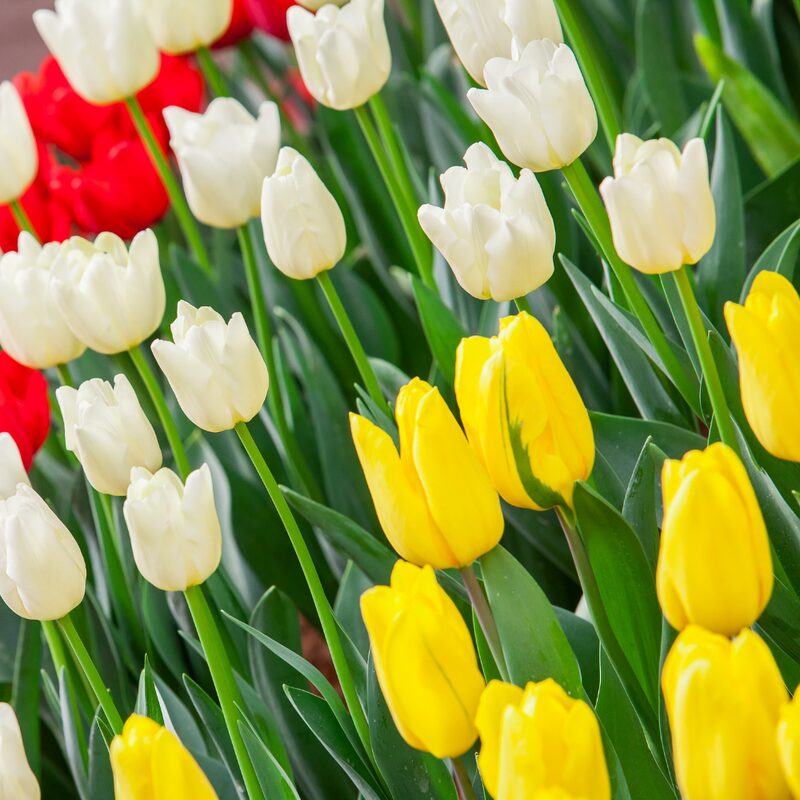 25 Yellow Tulip Bulbs - Image 3