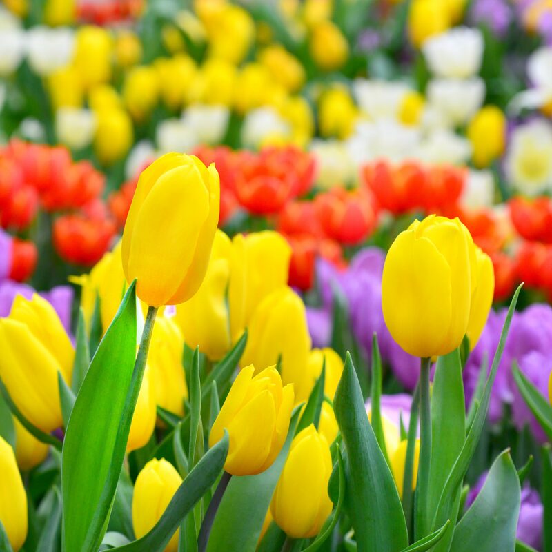 25 Yellow Tulip Bulbs - Image 2