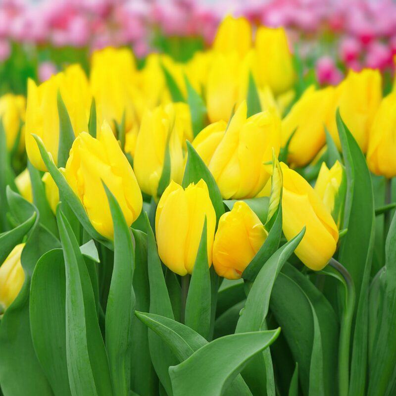 25 Yellow Tulip Bulbs