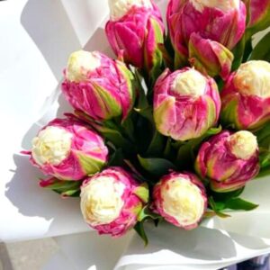 10 Ice Cream Tulip Bulbs - Easy to Grow - Spring Blooms