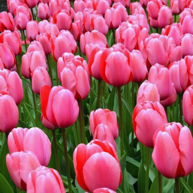 20 Pink Impression Tulip Bulbs for Your Beautiful Garden - Image 4