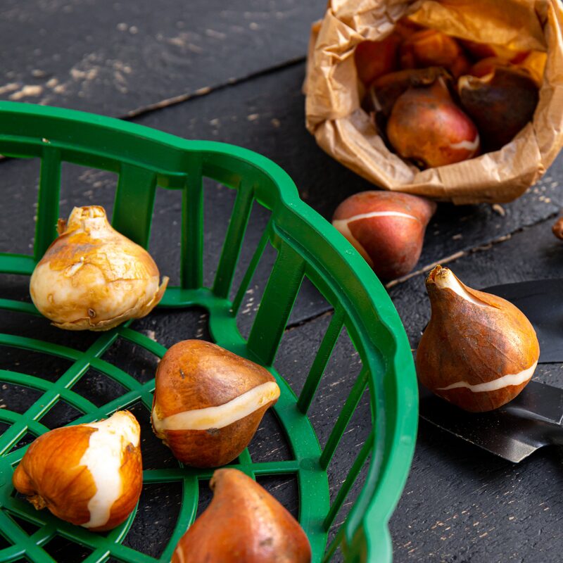 10 Pink Impression Tulip Bulbs - Image 5