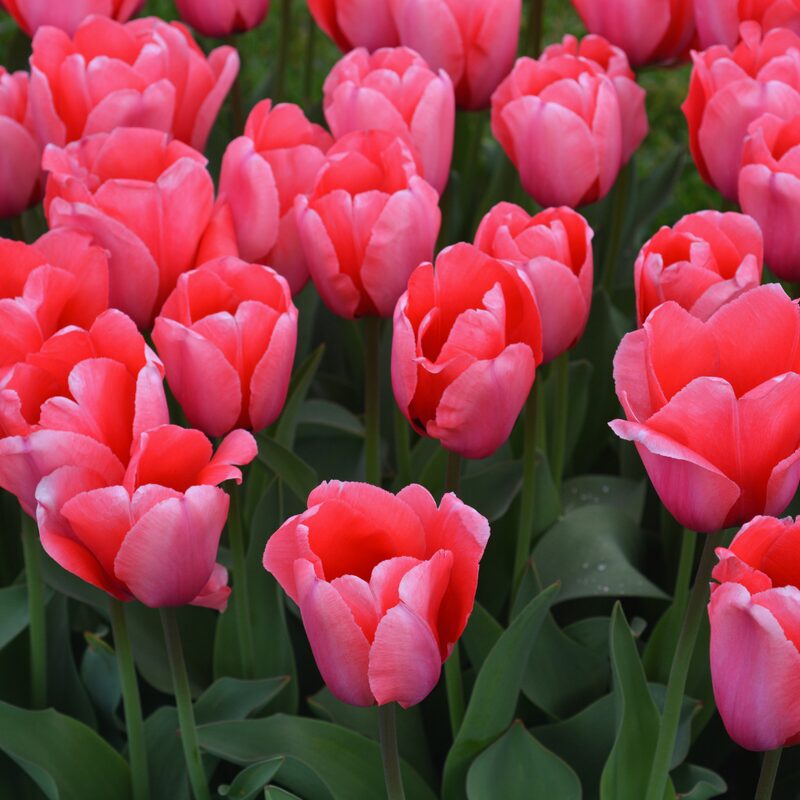 10 Pink Impression Tulip Bulbs - Image 3