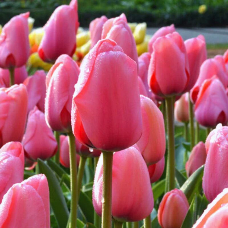 10 Pink Impression Tulip Bulbs - Image 2