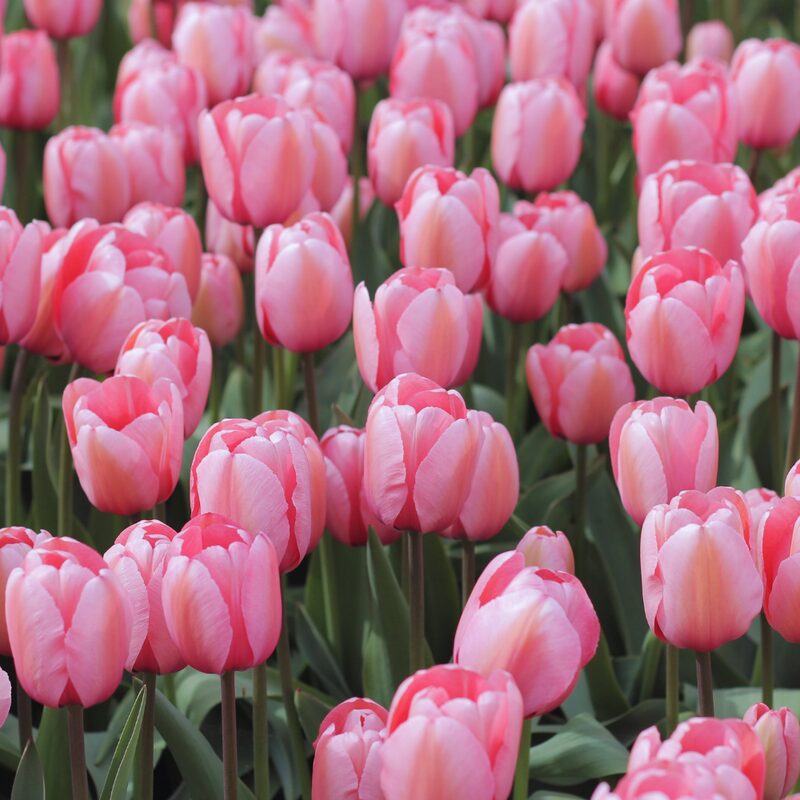 5 Pink Impression Tulip Bulbs