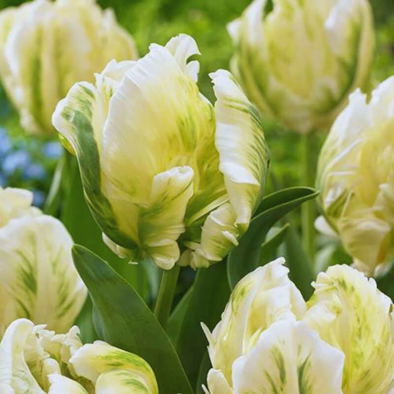 20 Super Parrot Tulip Bulbs - Image 4