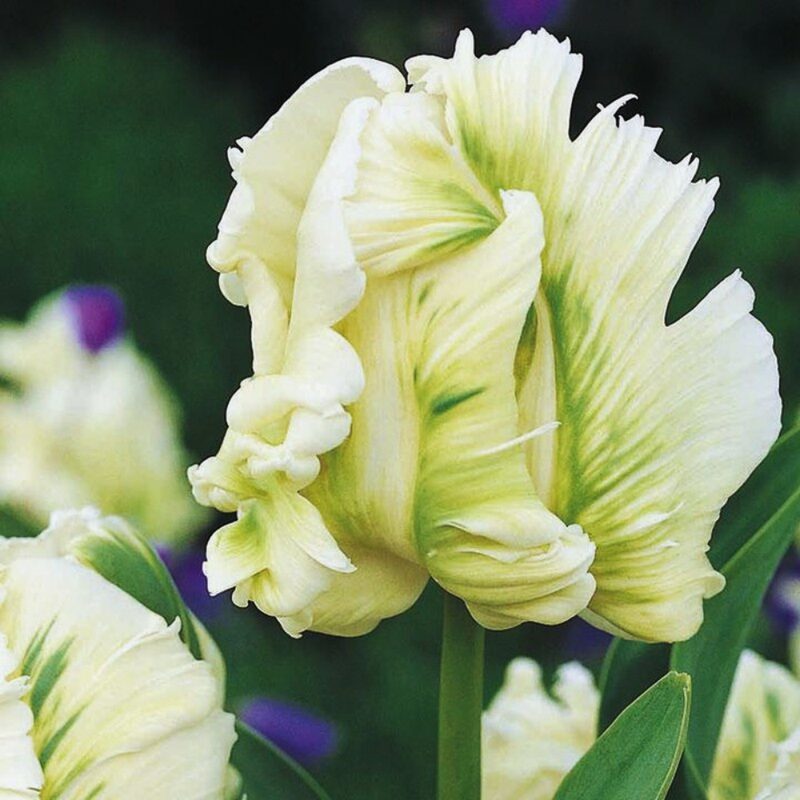 20 Super Parrot Tulip Bulbs - Image 2