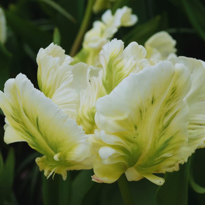20 Super Parrot Tulip Bulbs