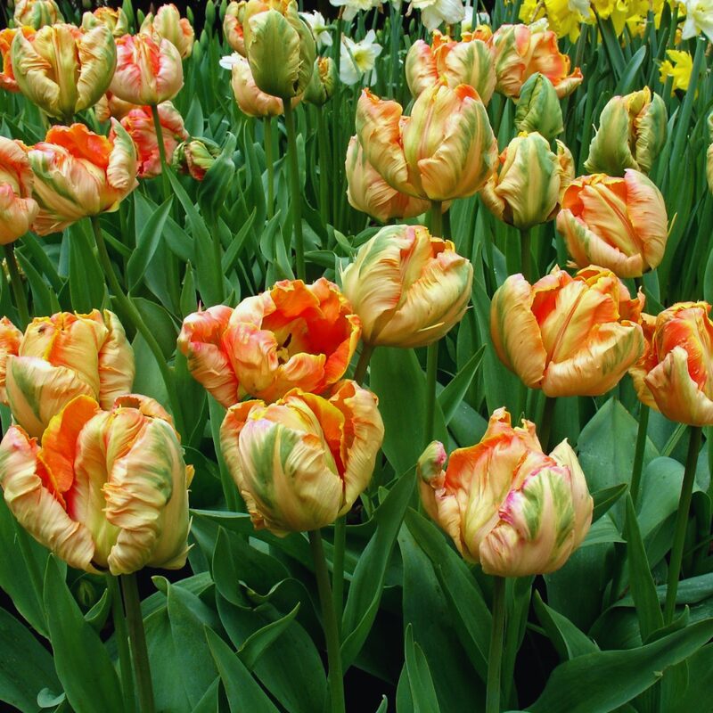 20 Apricot Parrot Tulip Bulbs - Image 2