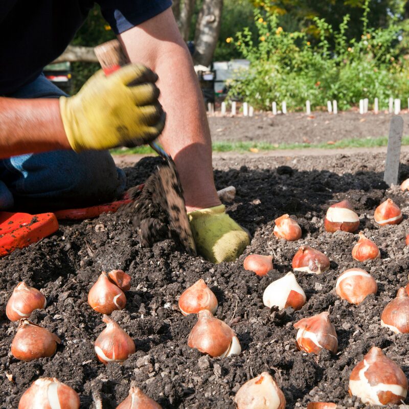 20 Apricot Parrot Tulip Bulbs, Set 20 Bulbs - Image 6