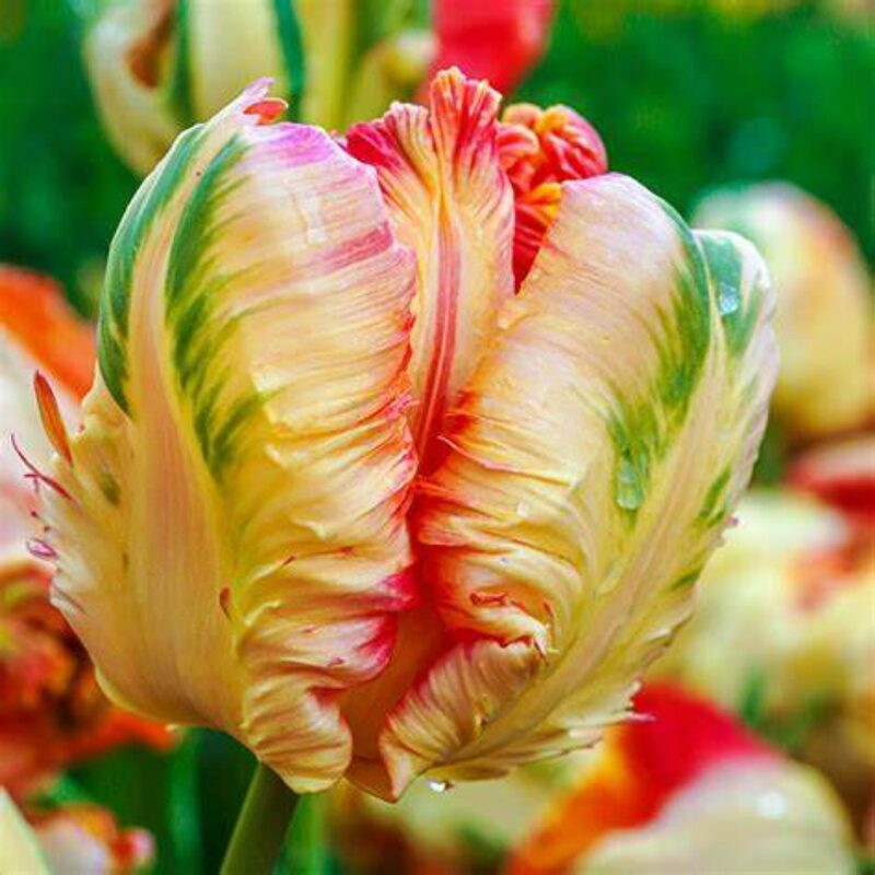 20 Apricot Parrot Tulip Bulbs, Set 20 Bulbs