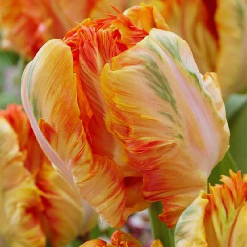 10 Apricot Parrot Tulip Bulbs