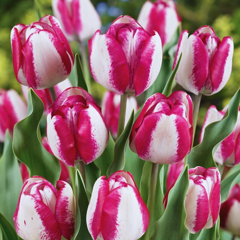 20 Pink and White Rembrandt Tulip Bulbs - Image 3