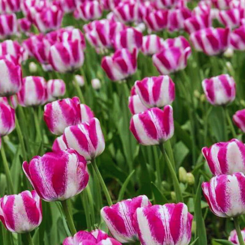 20 Pink and White Rembrandt Tulip Bulbs - Image 2