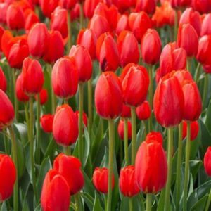 Alternative view of 20 Red Tulip Bulbs for Planting Garden