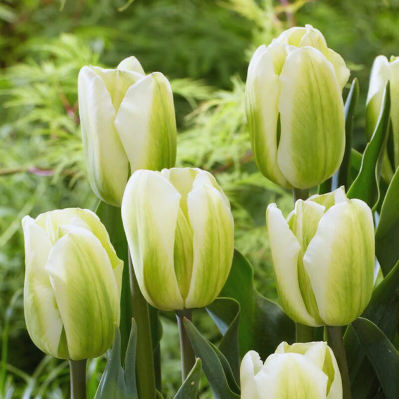 10 Green and White Tulip Bulbs - Image 3