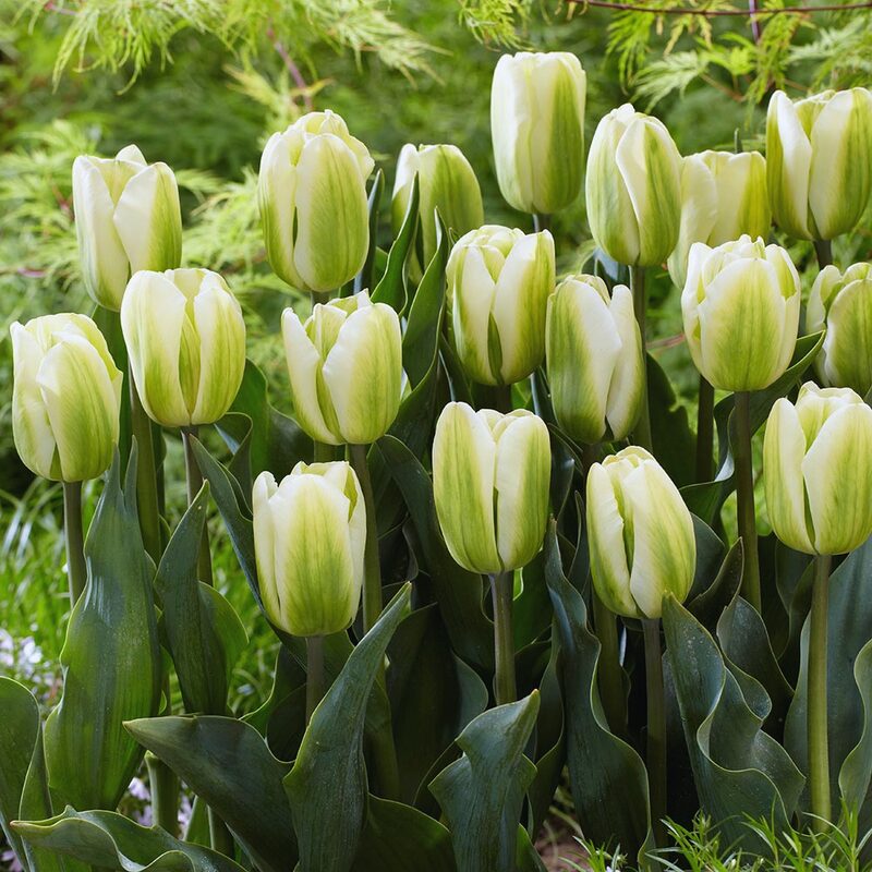 10 Green and White Tulip Bulbs - Image 2