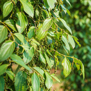 Alternative view of 2 Black Pepper Plants Live, Piper Nigrum Plants, 4 to 6 Inches Tall