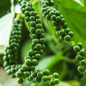 2 Black Pepper Plants Live, Piper Nigrum Plants, 4 to 6 Inches Tall