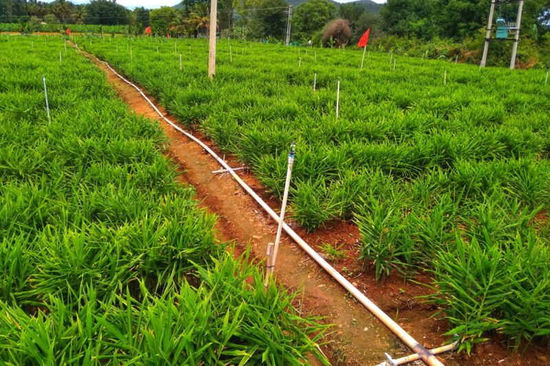 3 Thai Ginger Plants Live, Galangal Plant, 4 to 6 Inches Tall - Image 4