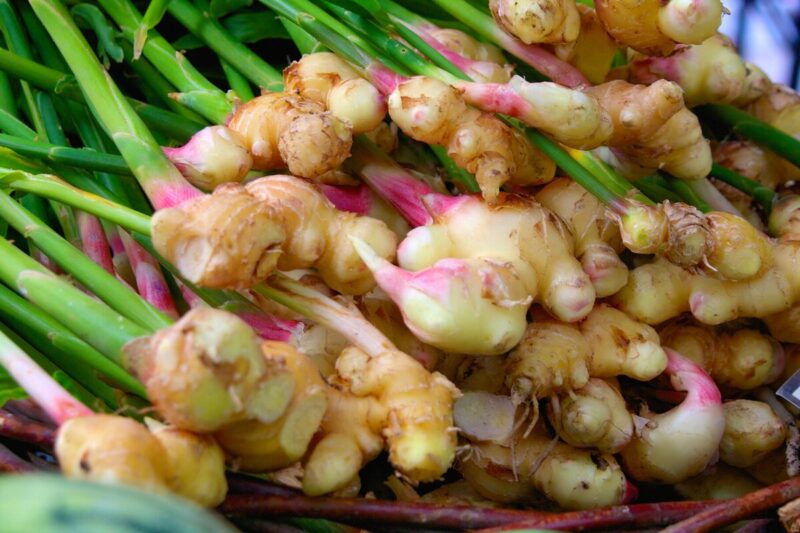 3 Thai Ginger Plants Live, Galangal Plant, 4 to 6 Inches Tall - Image 2