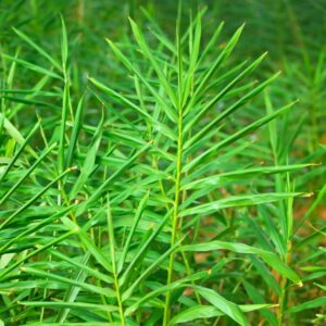 3 Thai Ginger Plants Live, Galangal Plant, 4 to 6 Inches Tall