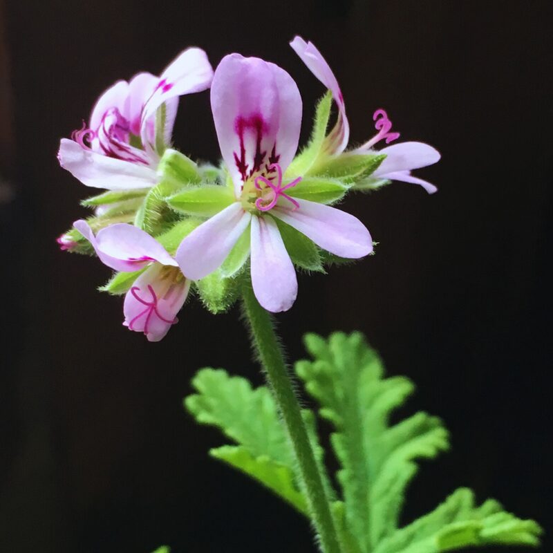 2 Citronella Plants, 3 to 6 Inches Tall - Image 5