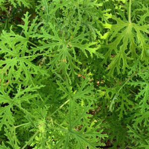 Alternative view of 2 Citronella Plants, 3 to 6 Inches Tall