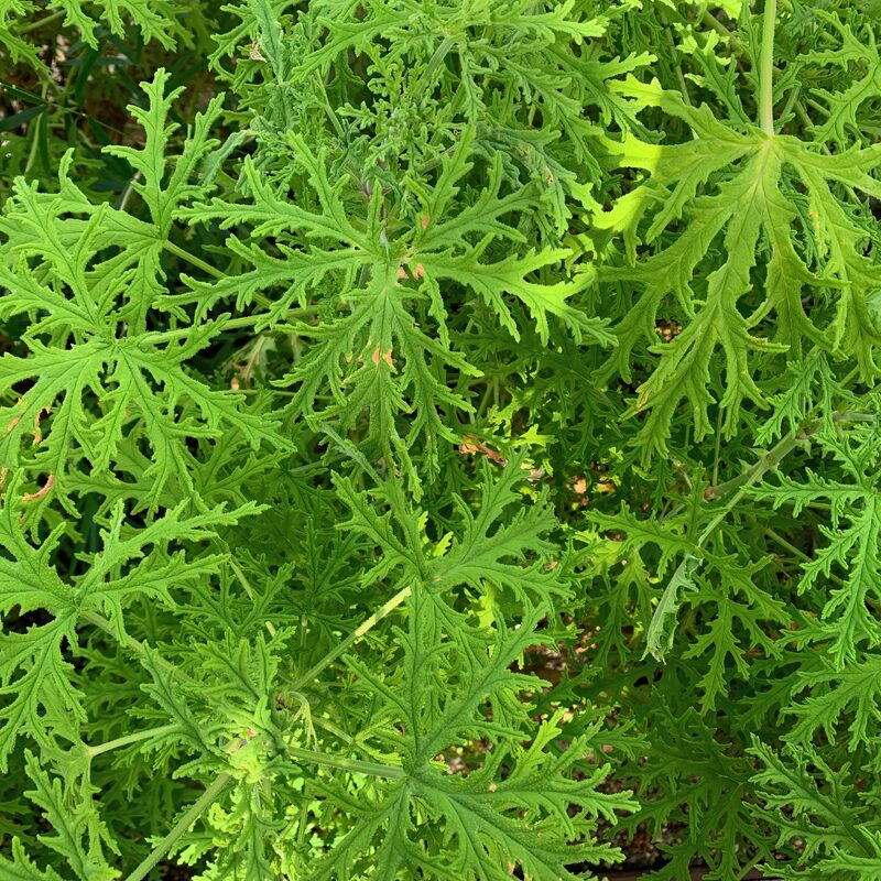 2 Citronella Plants, 3 to 6 Inches Tall - Image 2