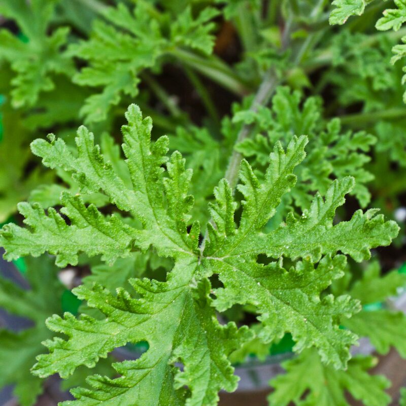 2 Citronella Plants, 3 to 6 Inches Tall