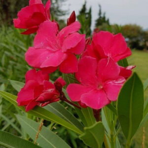 Alternative view of 2 Pink Oleander Plants, 4 to 6 Inc Tall