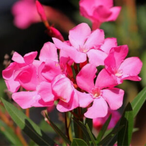 Pink Oleander Plant Live, 3 to 5 Inc Tall