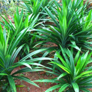2 Pandan Plants Live, 4 to 7 Inc Tall