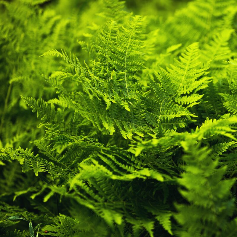 Japanese Painted Fern Plant Live, Quart Pot - Image 4